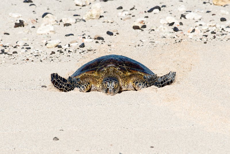 20140110_104356 D800.jpg - Sea Turtle on Beach ay Hualawai